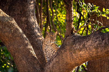 Fototapeta na wymiar Leopard in tree V
