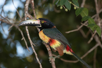 Collared Aracari