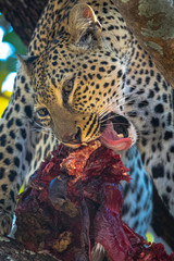 Leopard chewing