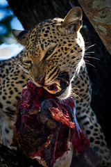 Leopard chewing2
