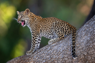 Leopard cub in tree3