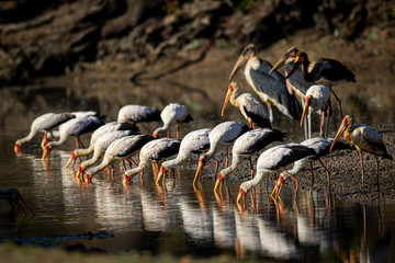 Yellow billed storks