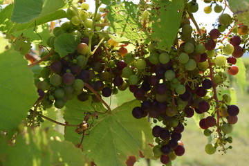 Concord Grape Vines