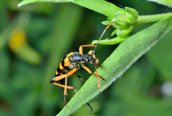 Capricorn beetle (Brachyta bifasciata) 1