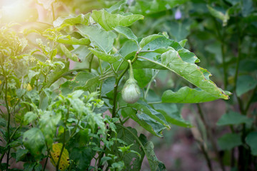 Closeup eggplant on organic garden