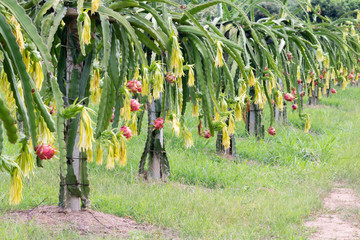 Dragon fruit field or  Landscape of pitahaya field, A pitaya or pitahaya is the fruit of several...