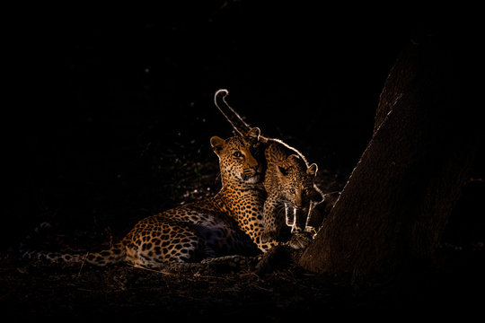 Leopards At Night