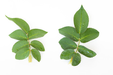 Close up green leaves of rose plant with copy-space