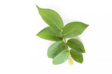 Close up green leaves of rose plant with copy-space
