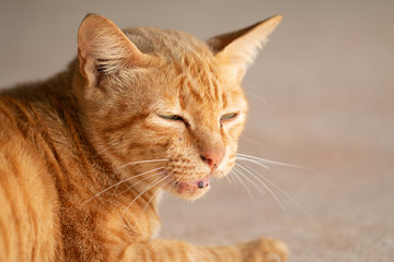 Close up Cute Ginger tabby cat