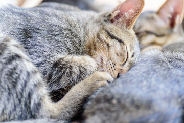 Brown cats are sleeping together