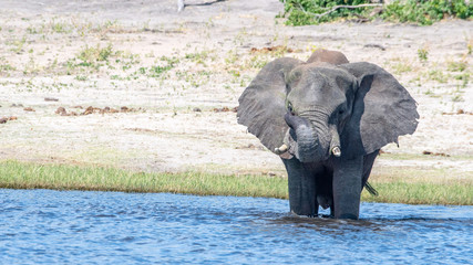 Elephants crossing Chobe river