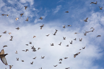 flock of speed racing pigeon flying 