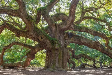 Poster Old Oak tree in a garden © dcorneli