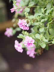 pink flower on blurred of nature background