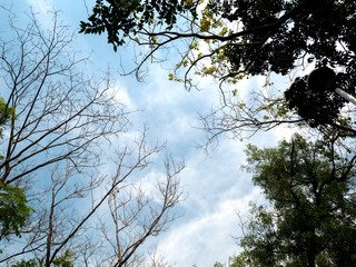 Natural beauty Shape of branches in the sky