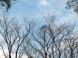 Tree shape in the sky