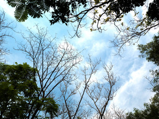 tree in the sky beauty full in nature