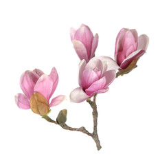pink magnolia © anphotos99