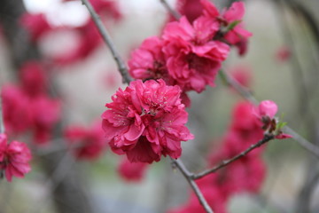 春の風景/満開の桜(茨城県)