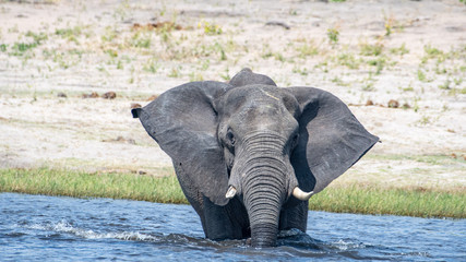 Elephants crossing Chobe river