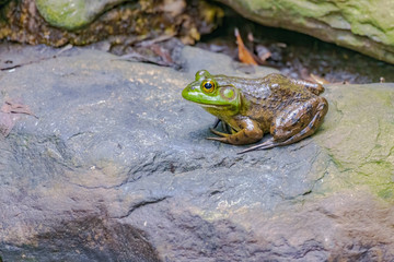 Bull frog