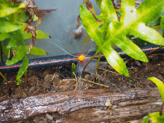 Automatic watering system makes beautiful flowers