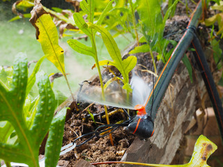 Automatic watering system makes beautiful flowers