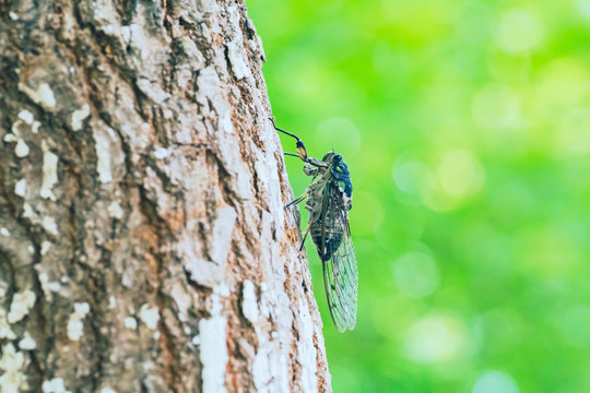 Macro close-up of an insect cicada outdoors on a tree