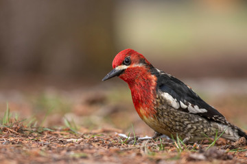 Red Breasted Sapsucker