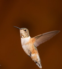 Rufous Hummingbird