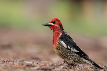Red Breasted Sapsucker