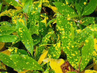 Ornamental flowers in the garden