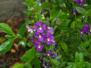 Ornamental flowers in the garden
