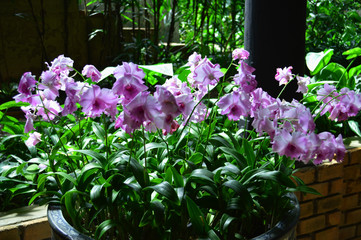Growing orchid is a popular hobby among The Thai people