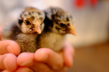 chicks in nest