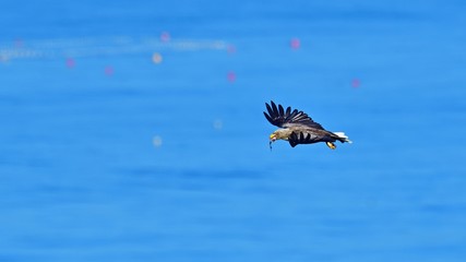 ゲットした魚を飛びながら食べるオジロワシ