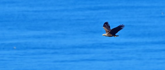 ゲットした魚を掴んで飛ぶオジロワシ
