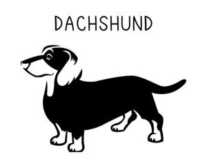 dachshund vector illustration in monochrome. 