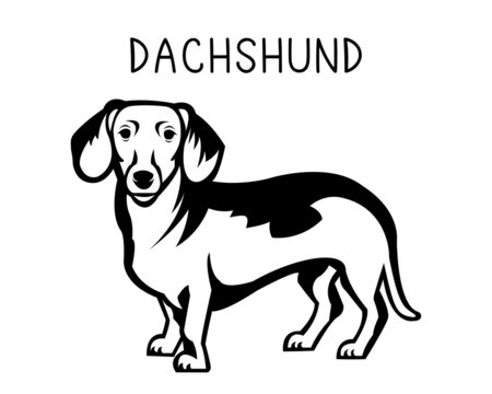 dachshund vector illustration in monochrome. 