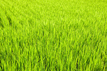 稲作　イメージ