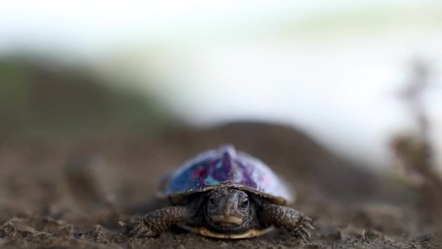 Portrait of Tiny Turtle with Colorful Shell