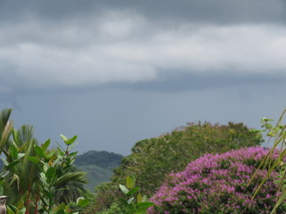 landscape with flowers and stormy skyline 