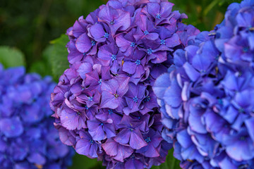 Close up of a purple hydrangea bloom growing in a garden, blue blooms in foreground and background