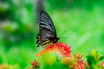 Colourful butterfly sucking nectar of spike flowers with fresh green background.