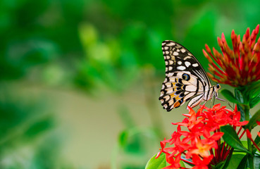 Colourful butterfly sucking nectar of spike flowers with fresh green background.