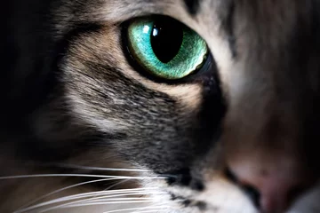 Selbstklebende Fototapete Krankenhaus Katzenauge Makro Nahaufnahme Tier