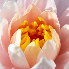 Obrazy na Szkle  piękna biała lilia wodna lub kwiat lotosu w stawie
