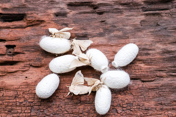 Silk Moth on Silk Cocoon