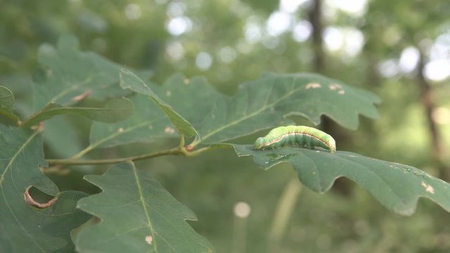 moth, inch-worm of carpet, geometrid (Geometridae) possible Operophtera sp. on oak leaves. Forest pests. Valley of river Pshish, Main Caucasian ridge